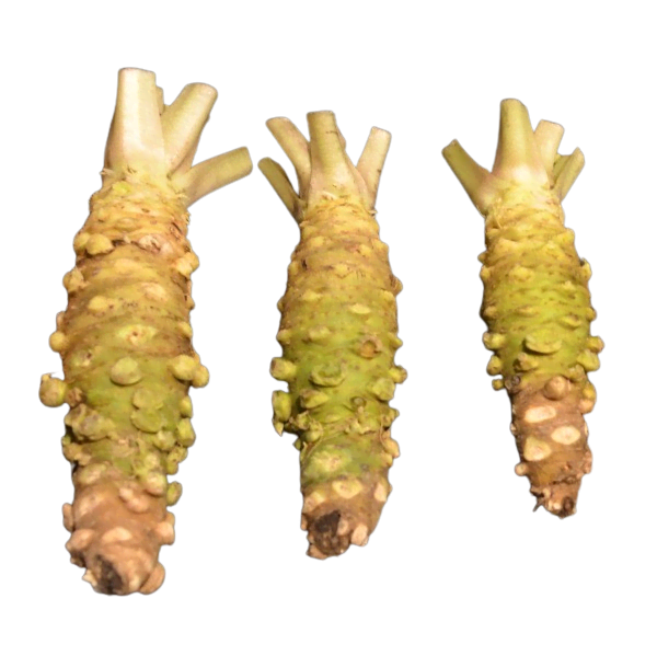 Wasabi frisch L aus Japan