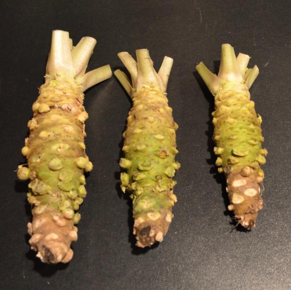 Wasabi frisch L