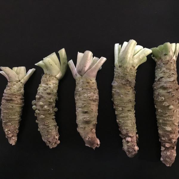 Wasabi fresh LLL